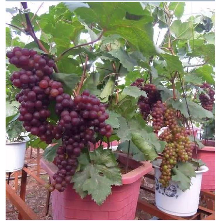Hạt giống nho lùn pháp  10 hạt/gói