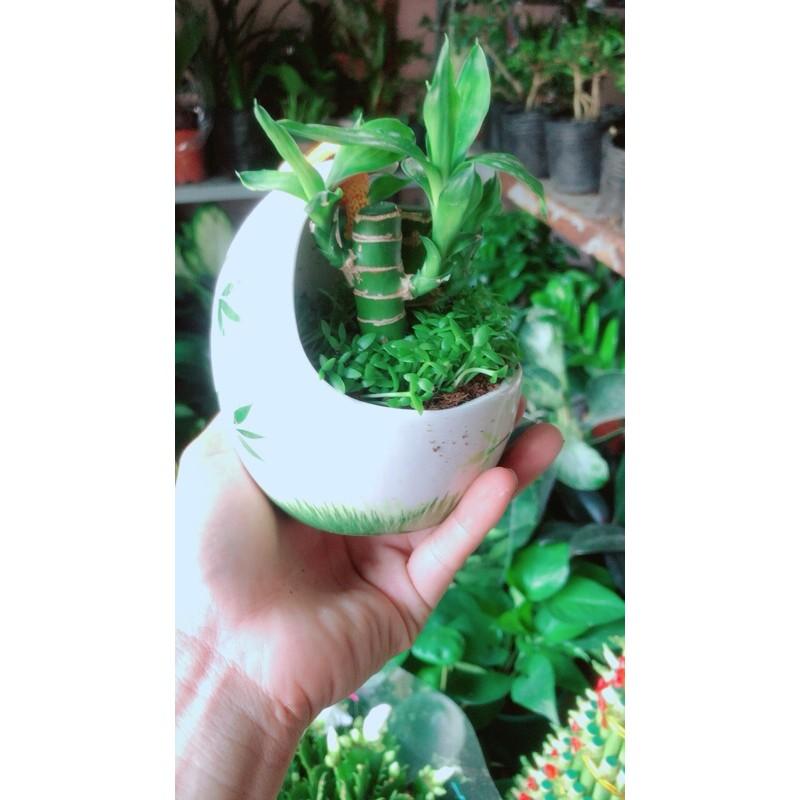 Chậu Cây Tài Lộc