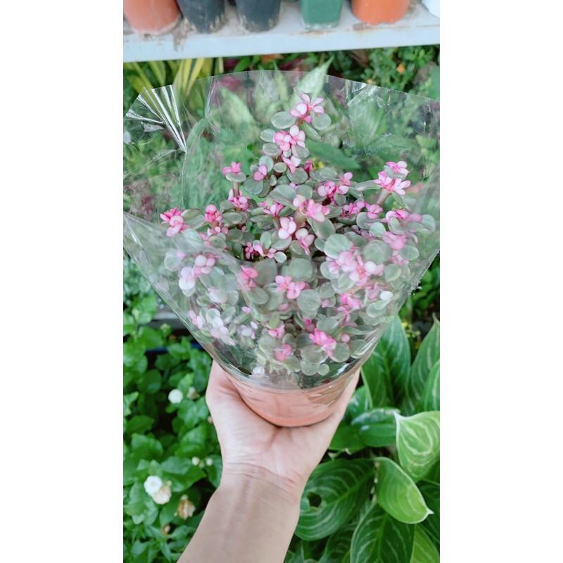 Cành Vàng Lá Ngọc