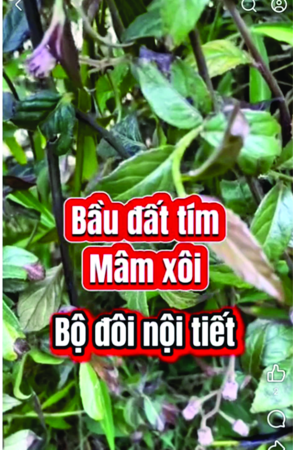 Trà bầu đất mâm xôi, 1 gói 50 túi lọc, giúp điều k.inh, đẹp niêm mạc, dưỡng trứ.ng