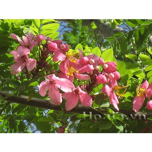 Hạt Giống Cây Hoa Muồng Hoa Đào KNS3723 - Gói 5 hạt