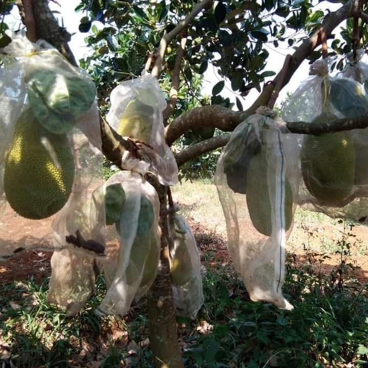 CÂY GIỐNG MÍT LÙN RUỘT ĐỎ
