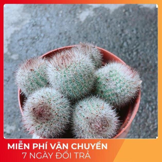 Xương Rồng Bụi