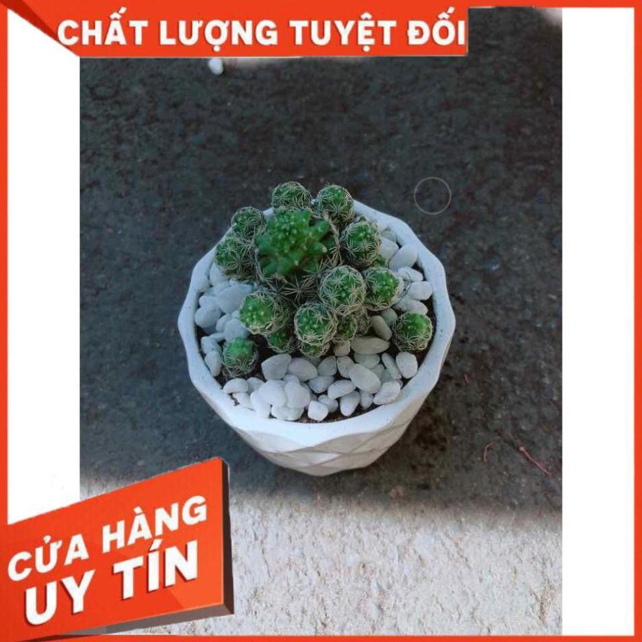 Chậu Xương Rồng Trứng Chim Nhiều Người Mua
