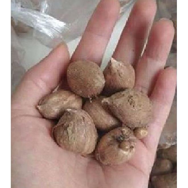 Combo 3 Củ giống hoa lan nam phi hoa màu hồng - 3 củ-thời gian có hoa 3 tháng-HGNN