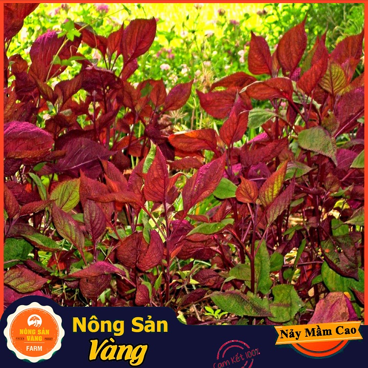 Hạt giống Rau Tía Tô - Nông Sản Vàng