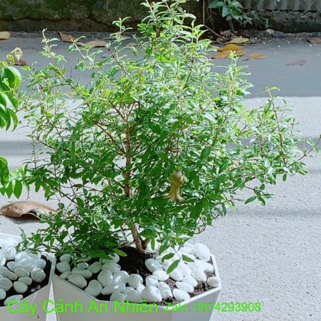 Chậu Cây Lựu Cho Sai Trái