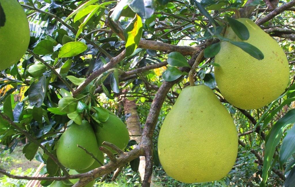 Cây BƯỞI NĂM ROI