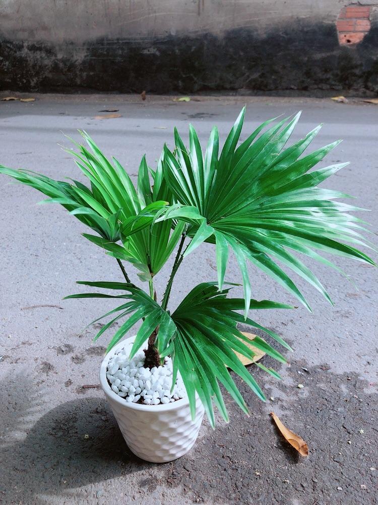 Chậu Cây Cọ Kiểng