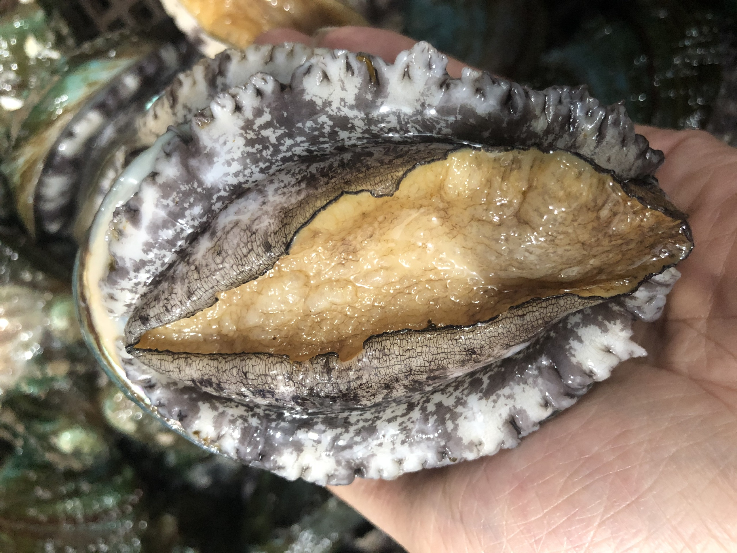 Bào ngư Hàn Quốc tươi size lớn 12-4c/kg