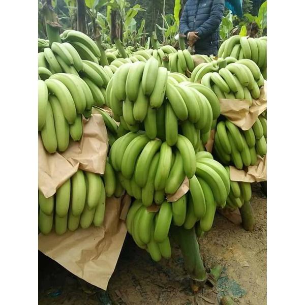 Cây giống Chuối Cau .