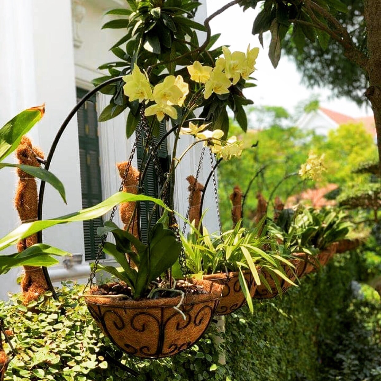 Chậu hoa xơ dừa