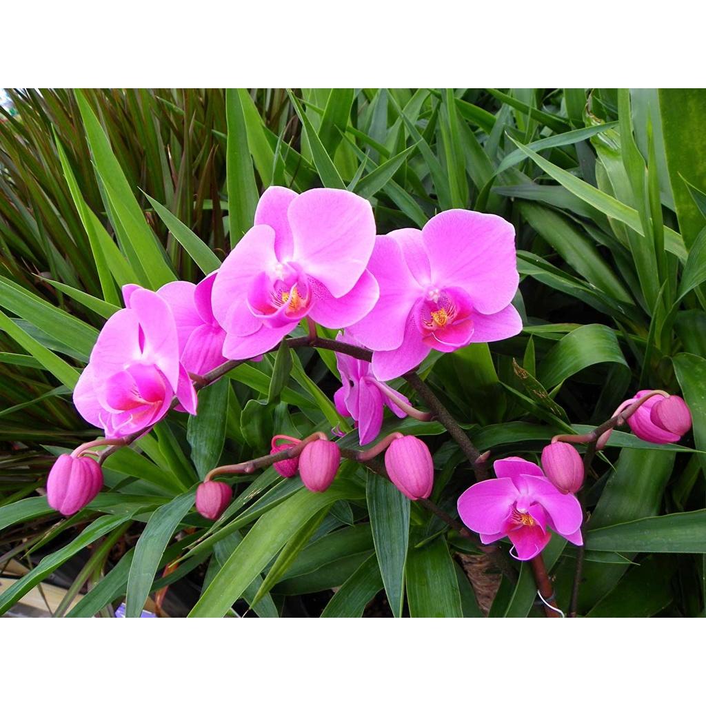 Hộp 500g Phân dơi hữu cơ cao cấp nguyên chất 100%, dạng viên nén đã qua xử lý, chuyên dùng cho hoa lan, phong lan