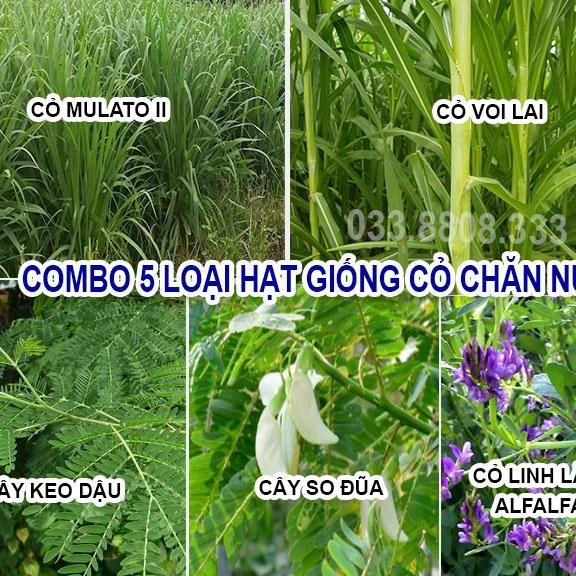 Combo 5 Loại Hạt Cỏ Chăn Nuôi Phổ Biến Hiện Nay - Cỏ Voi Lai, Mulato II, Keo Dậu, So Đũa, Alfalfa