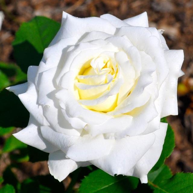 Hoa hồng ngoại John Paul II trắng (bụi) - cây giống rễ trần