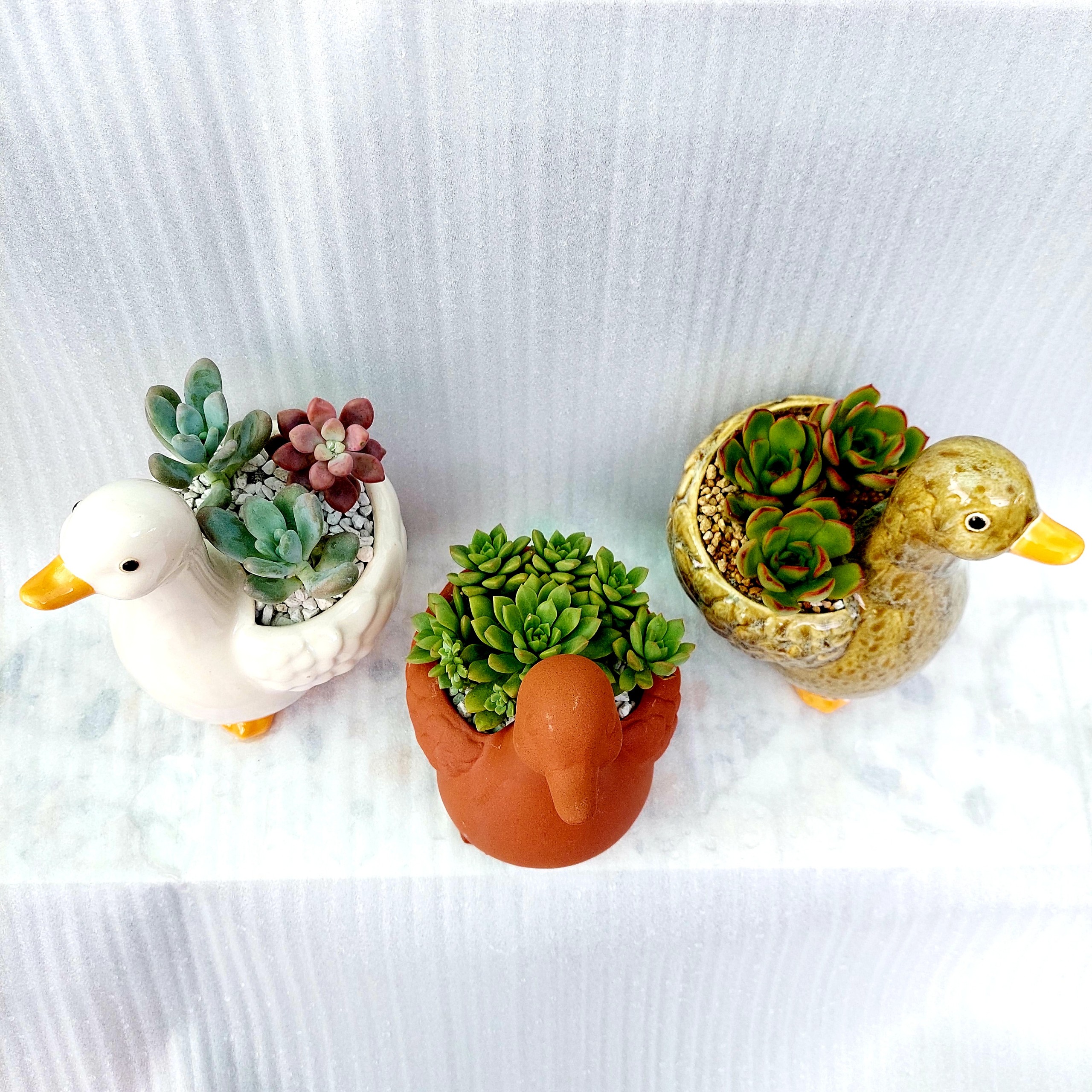 Chậu đất nung Bình Dương - Vịt thiếu nhi, miệng chậu 8cm, chiều cao 9cm tới lưng, 20cm tới đầu
