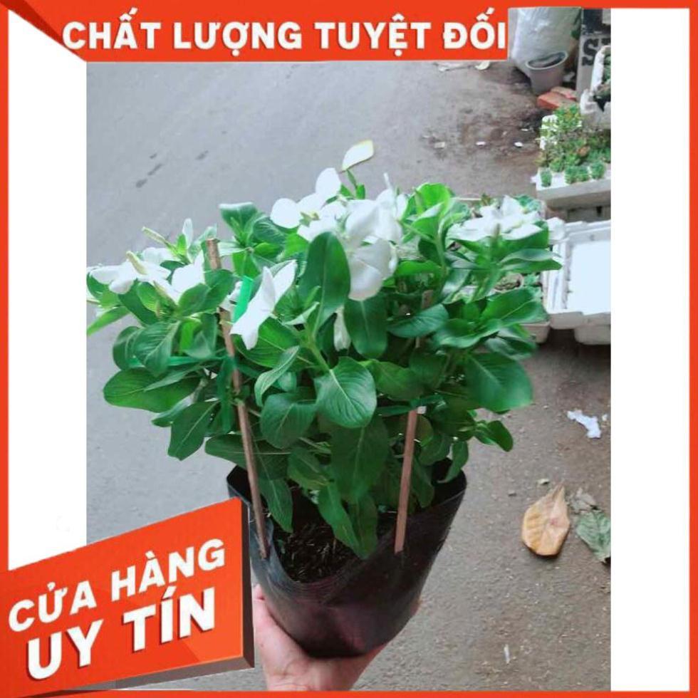 Hoa dừa cạn trắng Nhiều Người Mua