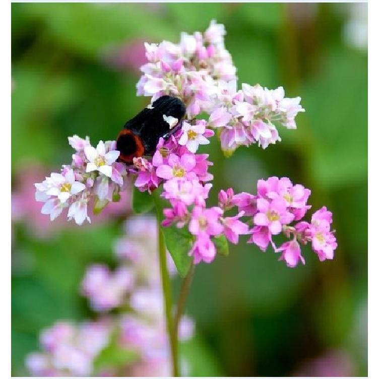 Hạt giống hoa tam giác mạch - 10gr/gói