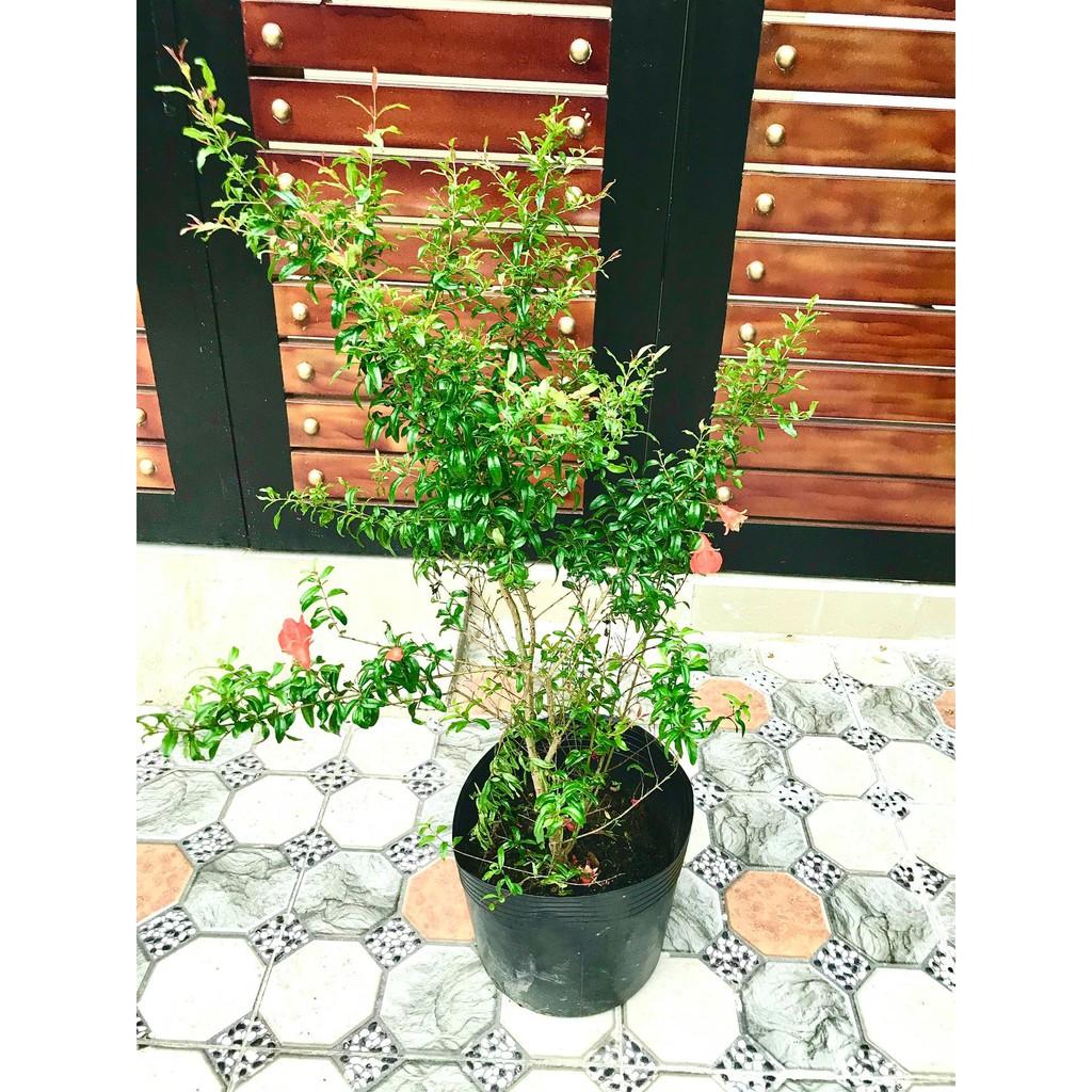 Cây Lựu Đỏ Ấn độ ăn trái cao 70 - 90 cm đang có hoa