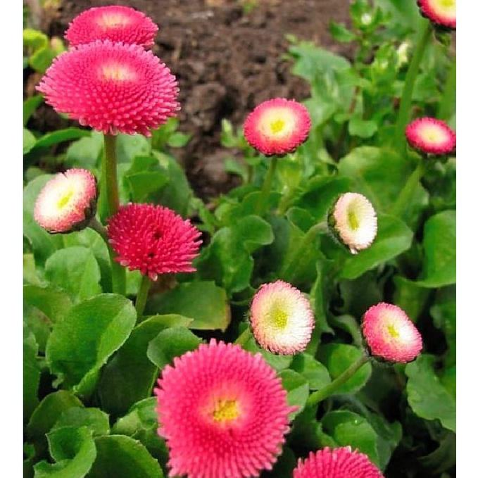 Hạt giống hoa cúc anh mix màu - 1 gói 50 hạt