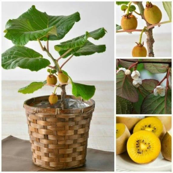 Giống kiwi ruột vàng