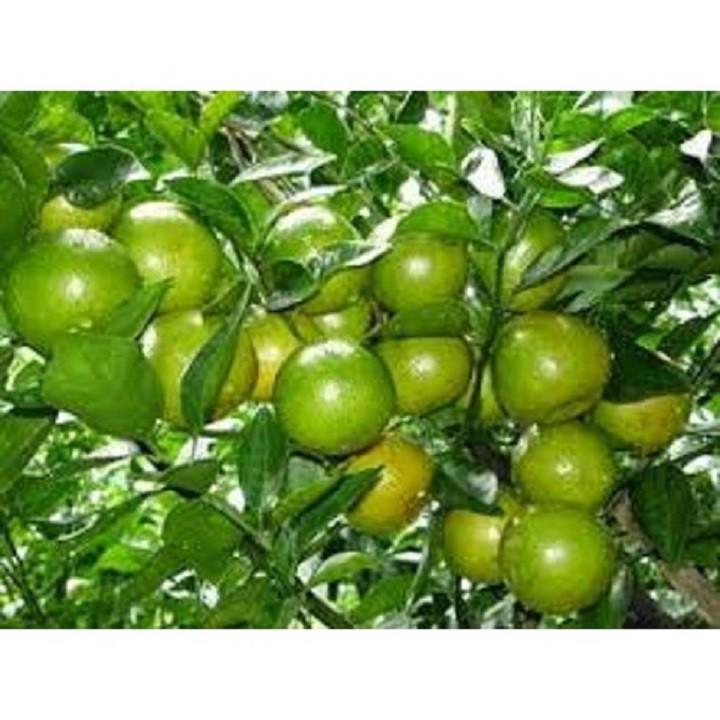 COMBO 2 Cây giống chanh tứ quý RA QUẢ 4 MÙA