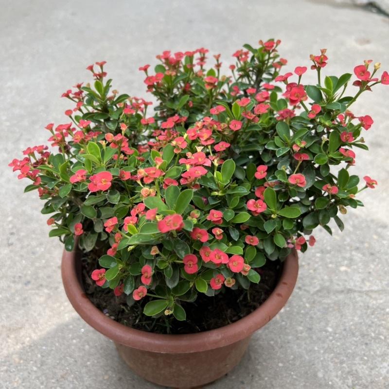 Cây xương rồng bát tiên hoa nhỏ bán kính 20cm, cây hoa nở quanh năm trang trí sân vườn, ban công