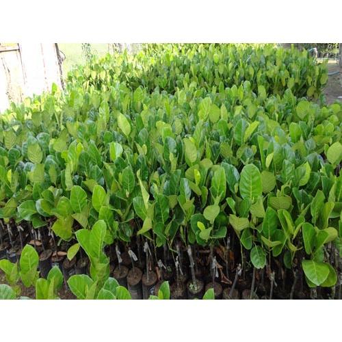 Cây giống Mít Tố Nữ ghép