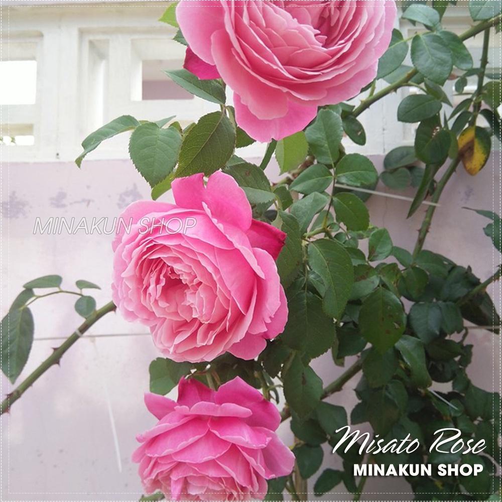 Hoa hồng ngoại Misato đẹp quyến rũ
