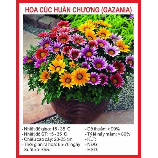 HG4C GÓI 50 HẠT GIỐNG HOA CÚC HUÂN CHƯƠNG