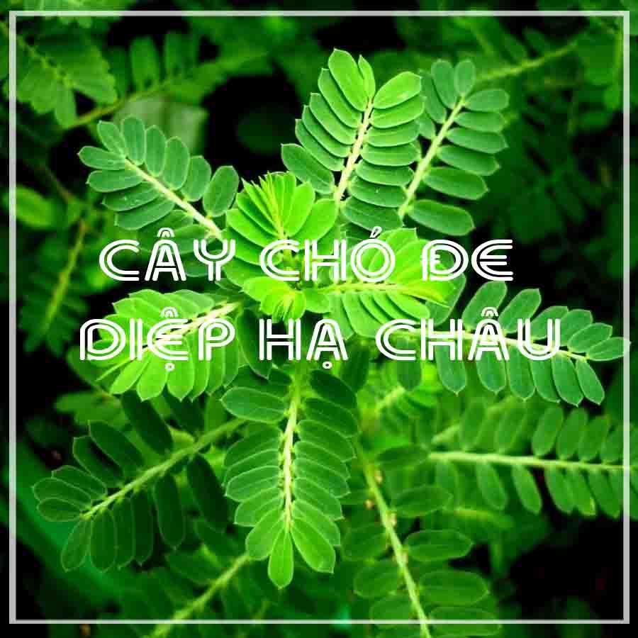 Thảo dược CÂY DIỆP HẠ CHÂU (CÂY CHÓ ĐẺ) khô sạch đóng gói 500gram ...