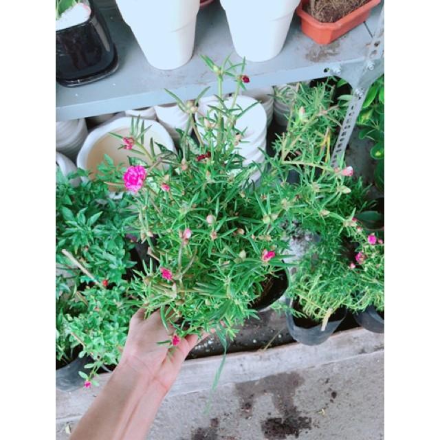 Chậu mười giờ giống khoẻ đẹp