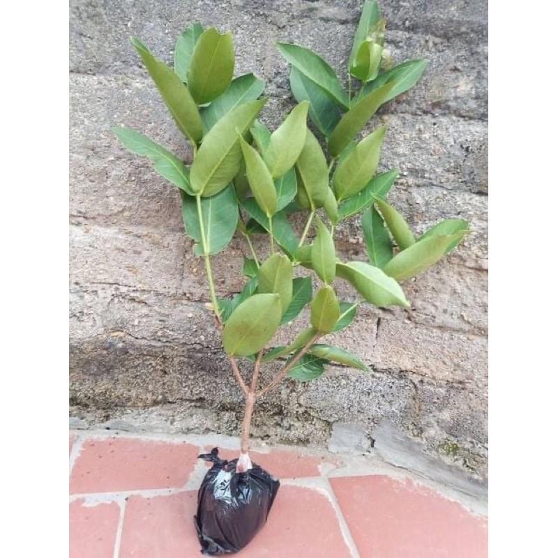 Cây giống roi tím