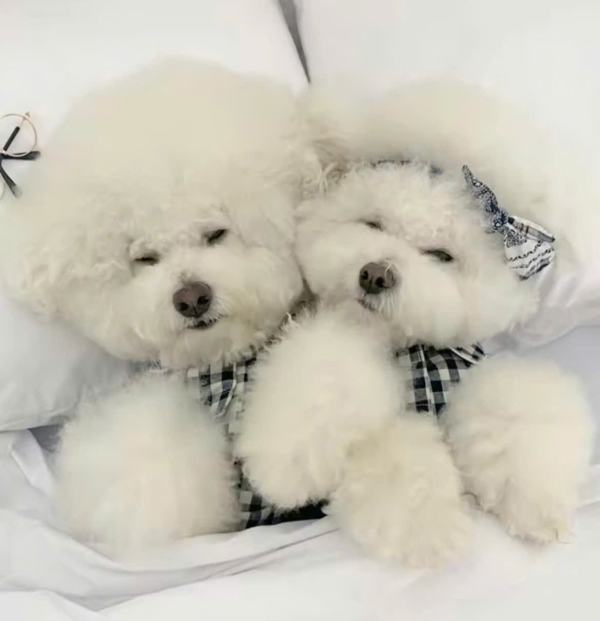 ÁO CARO SANG TRỌNG TỪ 0.2-7KG DÀNH CHO THÚ CƯNG CHÓ MÈO