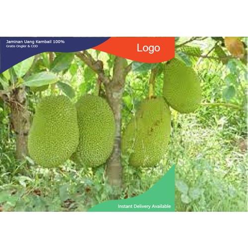 CÂY GIỐNG MÍT THÁI SIÊU SỚM SIÊU NGỌT.CAM KẾT GIỐNG CHUẨN, BẢO HÀNH CHUẨN