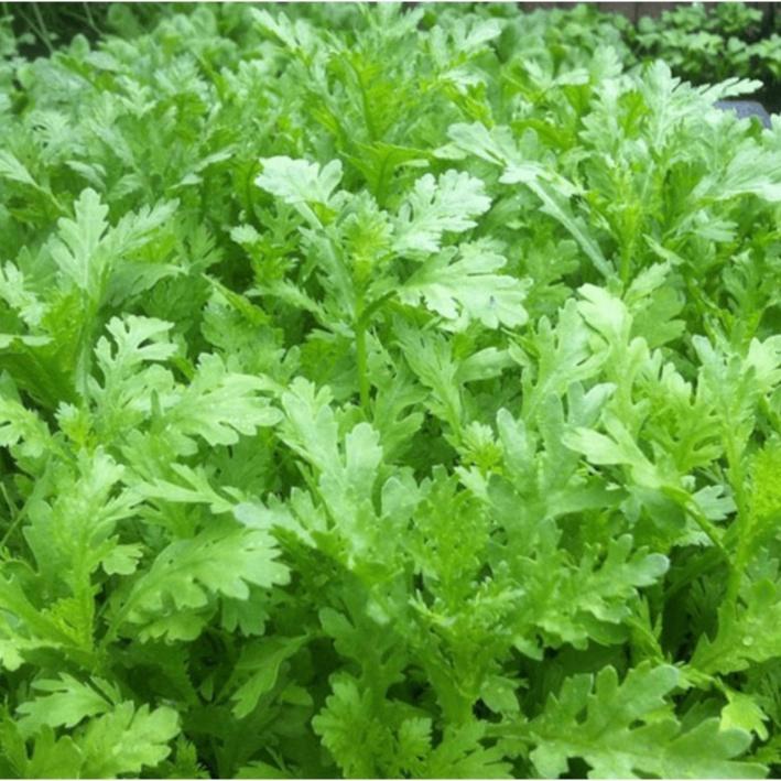 Hạt Giống Rau Cải Cúc , Cải Cúc Tẻ Chân Lùn Lá Sẻ Gói 20g 2000 Hạt - Khu Vườn Ban Công
