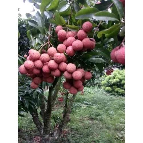 CÂY GIỐNG VẢI KHÔNG HẠT