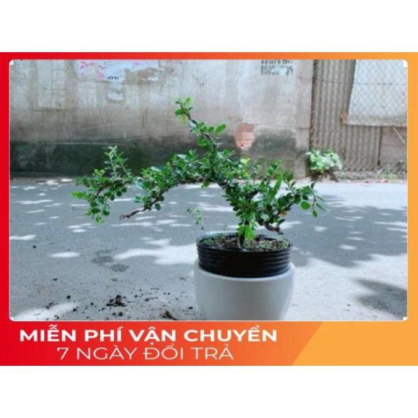 Chậu Cây Linh Sam