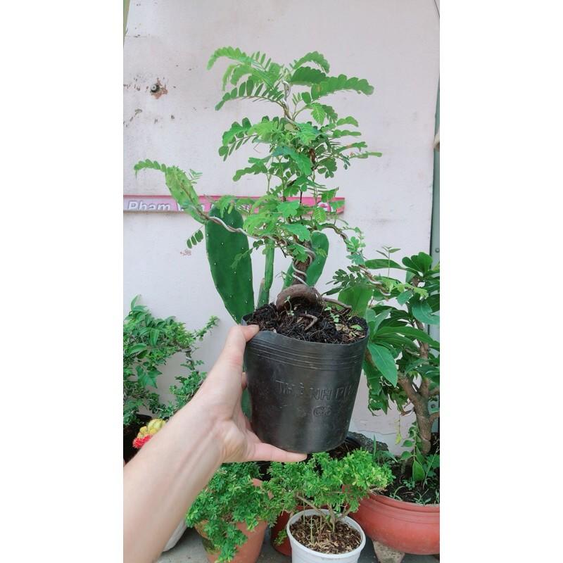 Cây Me Bonsai