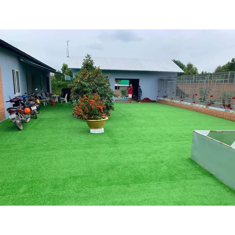 Cỏ nhân tạo trải sàn cao 2cm sân vườn rộng 2m x dài 10m