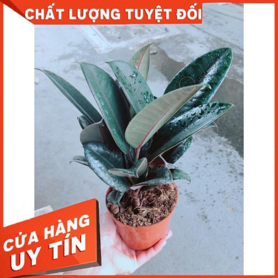 Cây Búp Đa Đỏ