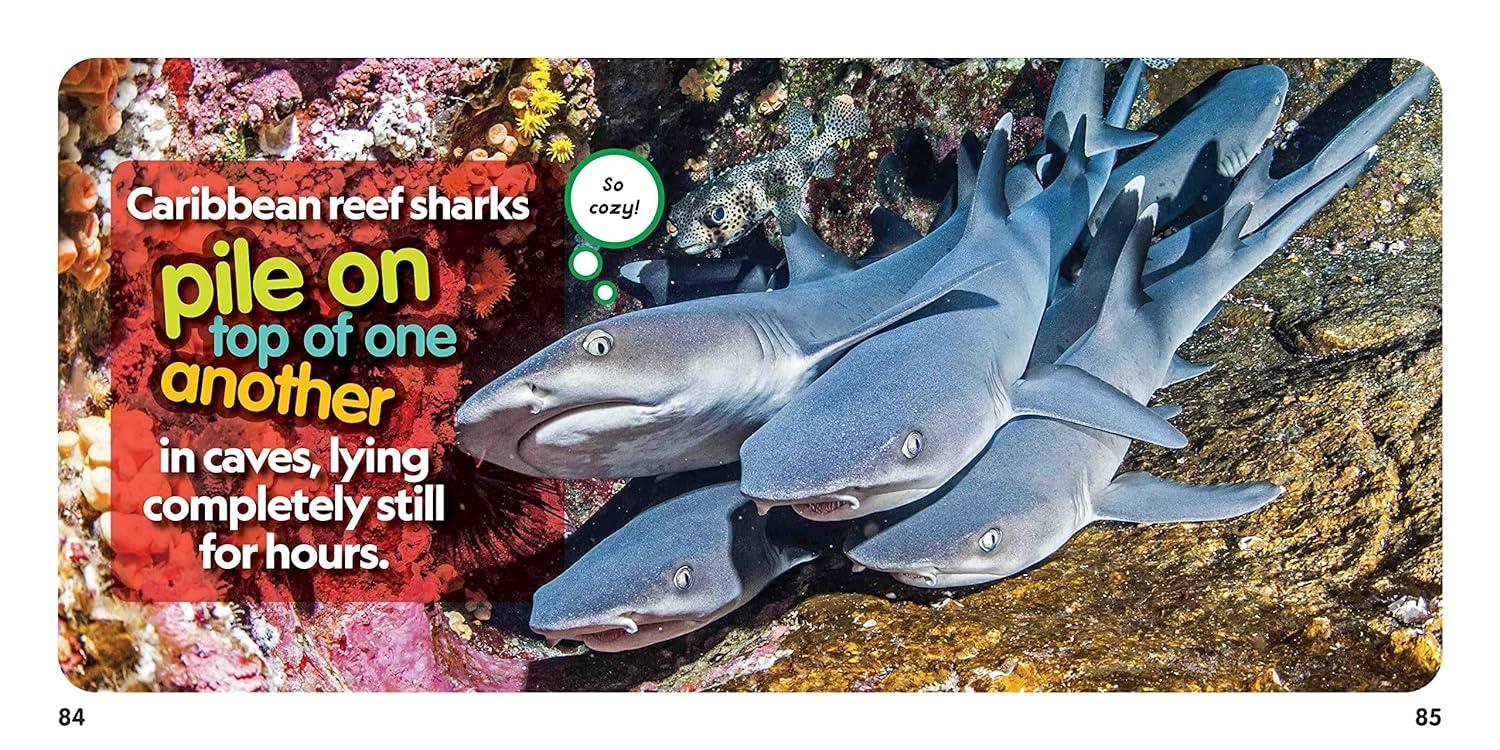 Sách ngoại văn: Weird But True! Sharks