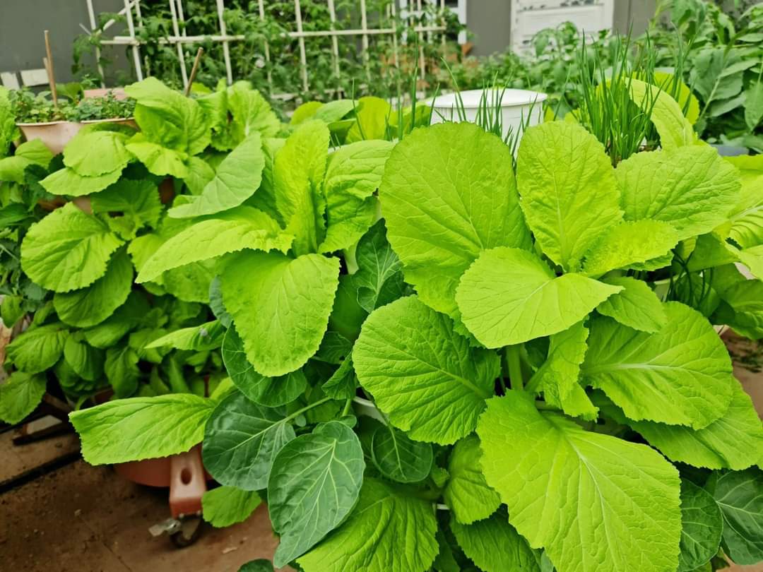 Tháp trồng rau hữu cơ Eco Viêt Nam