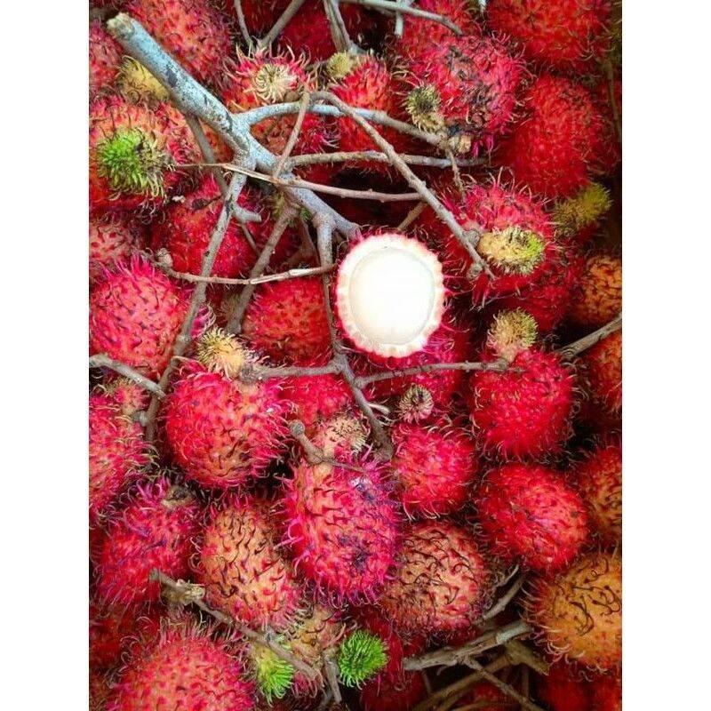 Cây giống Chôm Chôm Thái .