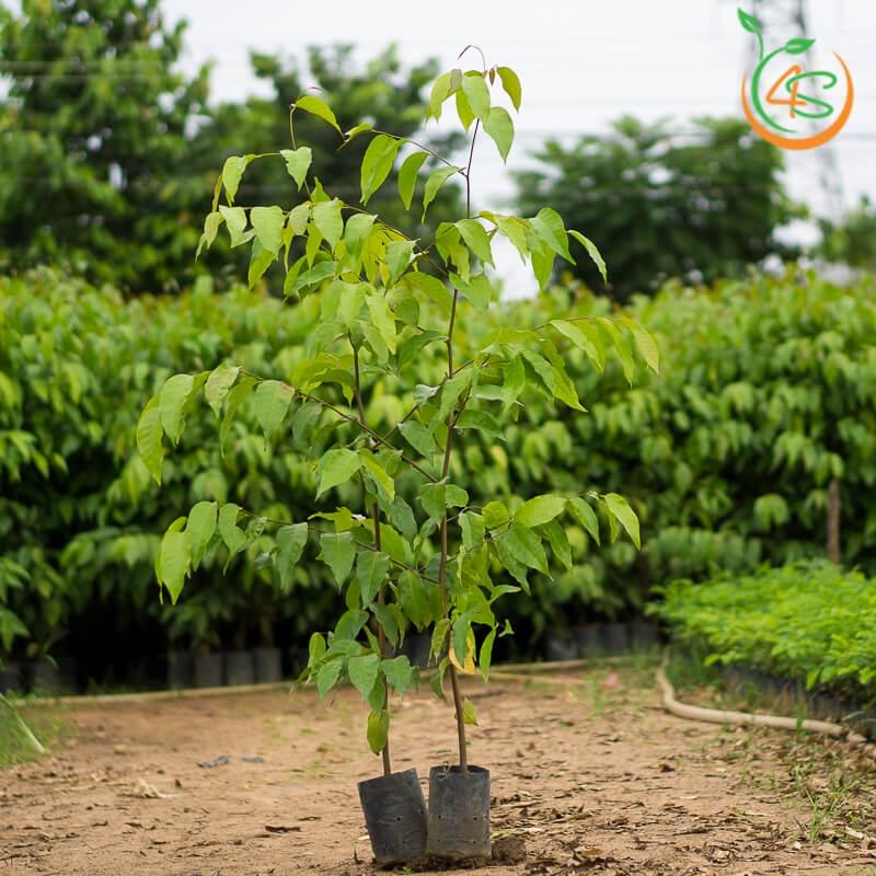 0,5 KG HẠT GIỐNG CÂY SAO ĐEN .(