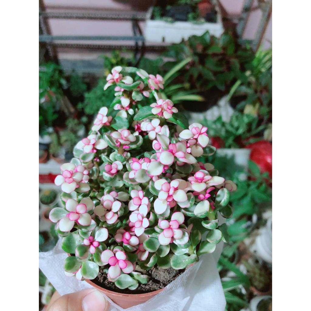 Đô la kiểng kèn chậu sứ Bán Chạy