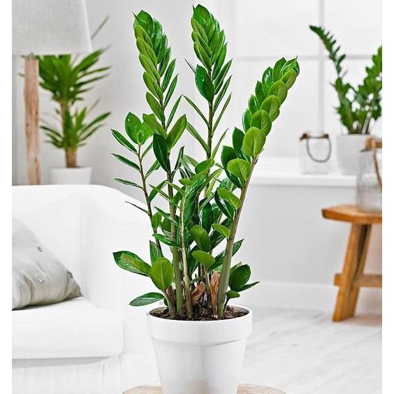 Cây Kim Tiền GỬI ĐI NGUYÊN bầu