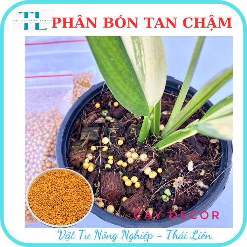 Phân tan chậm thái lan phân vàng Osmocote 14-14-14 túi 100g tiện lợi trồng xương rồng sen đá