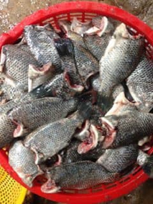 1Kg khô cá Phi - Bếp Ấm