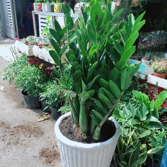 Chậu Cây Kim Tiền Size Đại Cao 1m1